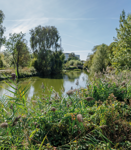 Un véritable réservoir de biodiversité où s’épanouissent iris des marais et nénuphars, aux côtés des agrions, hérons cendrés et grands cormorans.